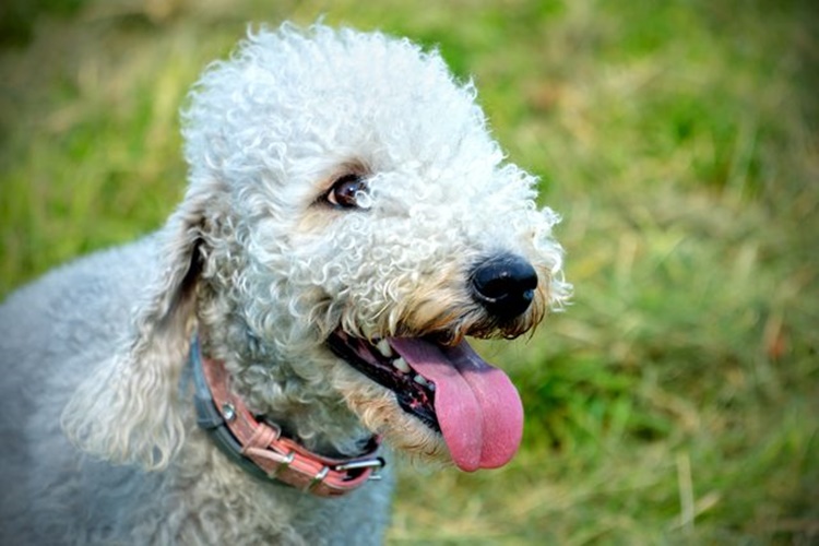 Bedlington Terrier Köpek Isırır Mı?