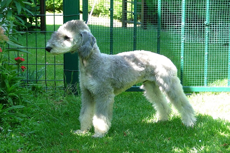 Bedlington Terrier Köpek Nasıl Beslenir?