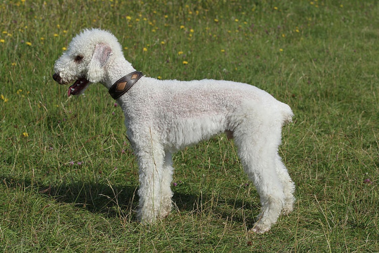 Bedlington Terrier Köpek Nasıl Eğitilir?