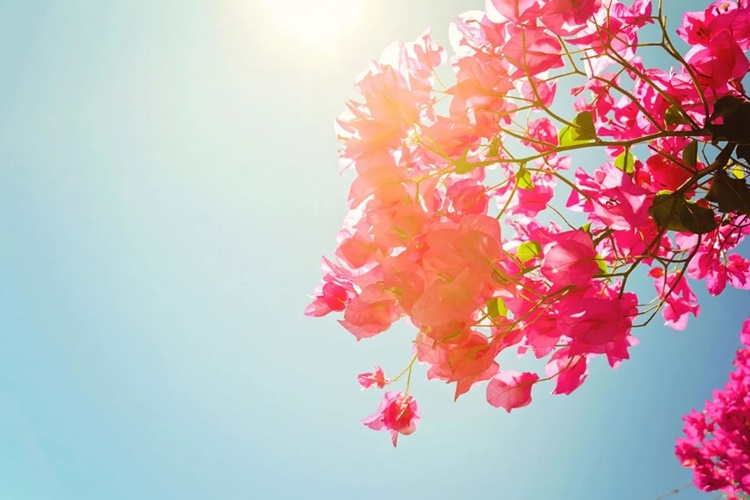 Begonvil Hakkında Bilgi