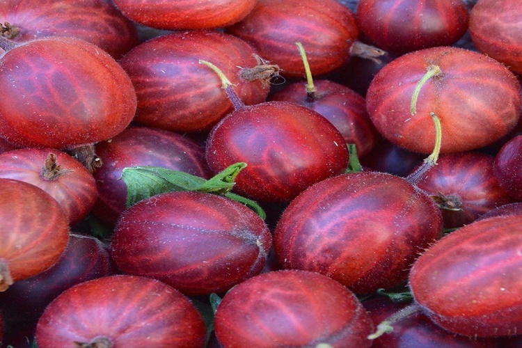 Bektaşi Üzümü Yağı Nasıl Kullanılır?