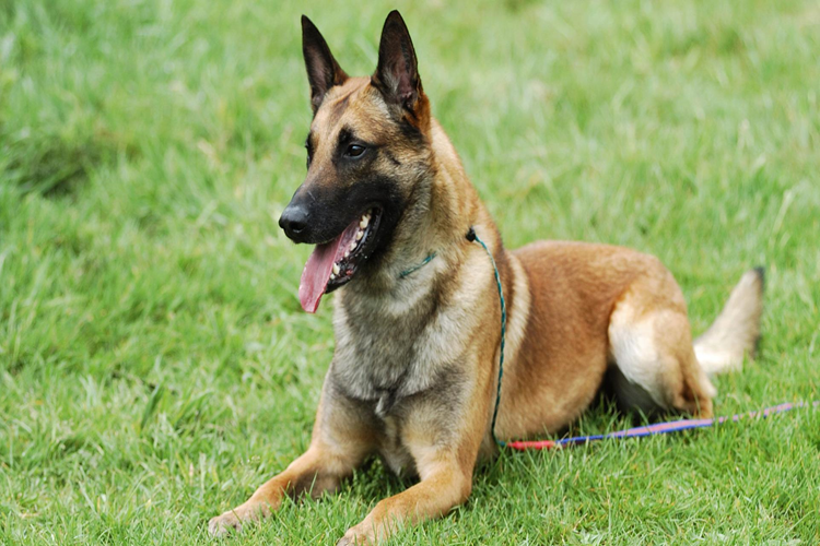 Belçika Malinois Nasıl Eğitilir?