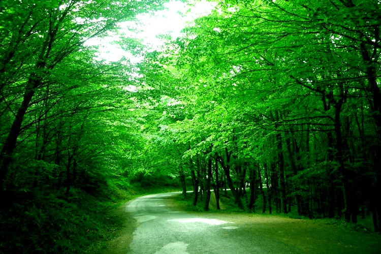 Belgrad Dili Nedir?