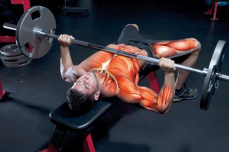 Bench Press Hakkında Merak Edilenler