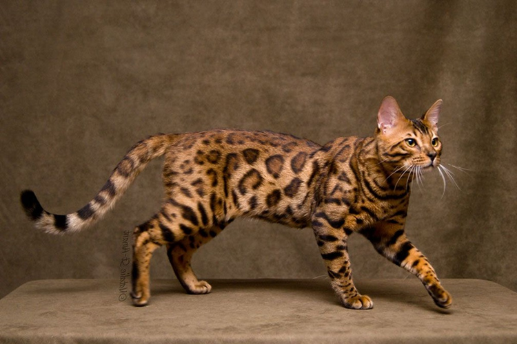 Bengal Kedi Fiyatı 2023 Ne Kadar?