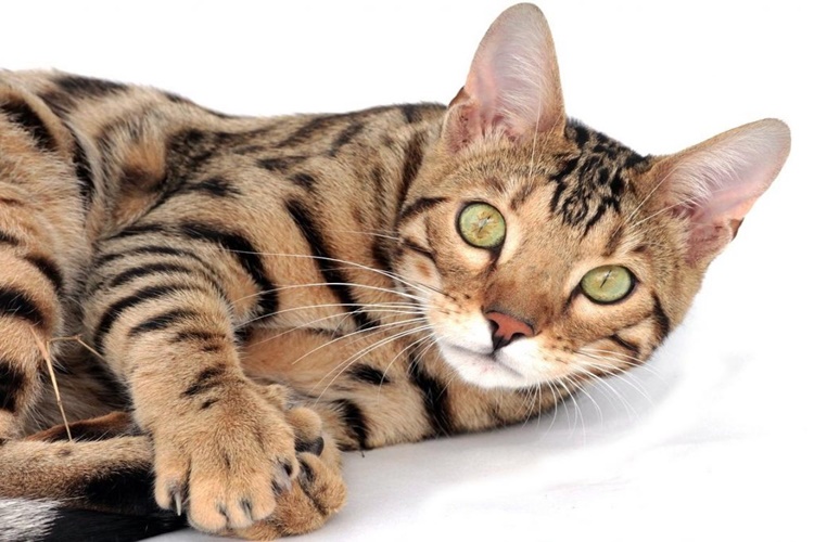 Bengal Kedileri Ne İle Beslenir?