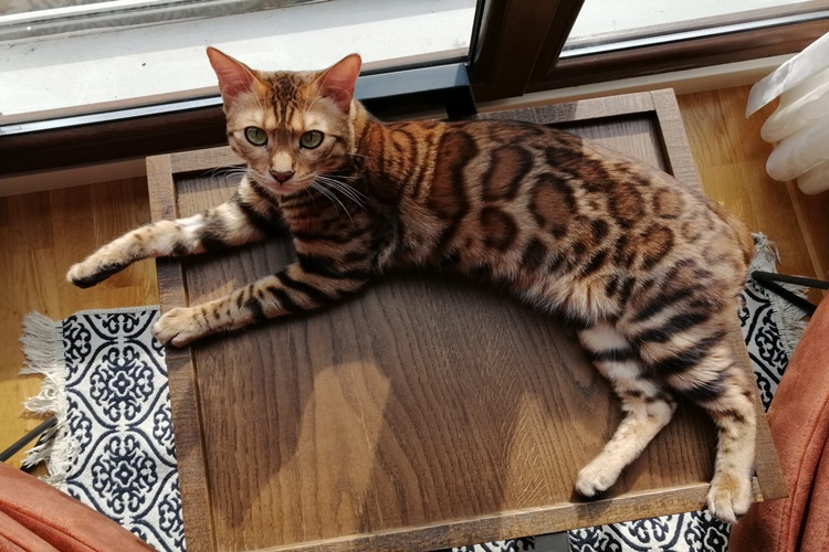 Bengal Kedilerinin Özellikleri Nelerdir?