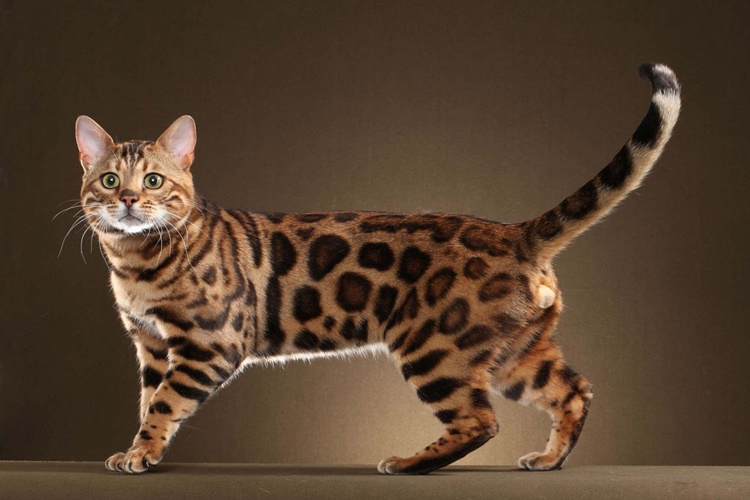 Bengal Kedisi Evde Beslenir Mi?