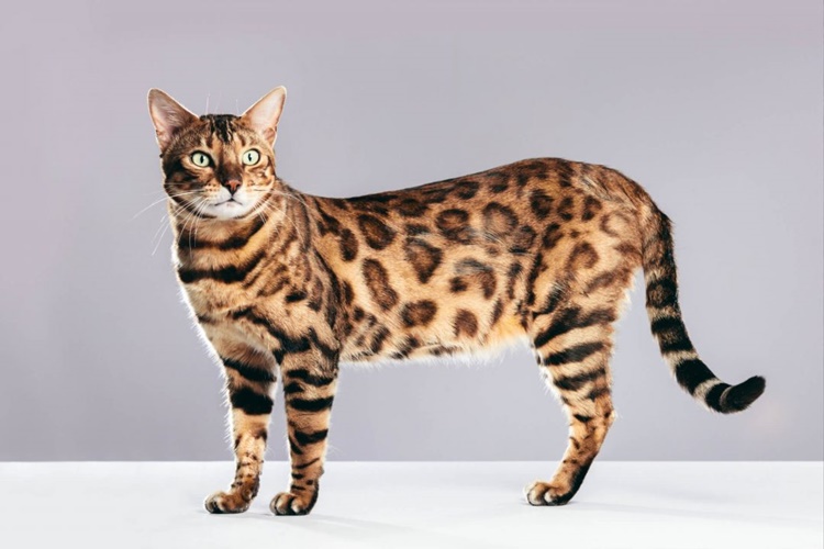 Bengal Kedisi Hastalıkları Nelerdir?