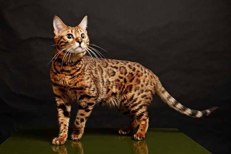 Bengal Kedisi Nasıl Eğitilir?