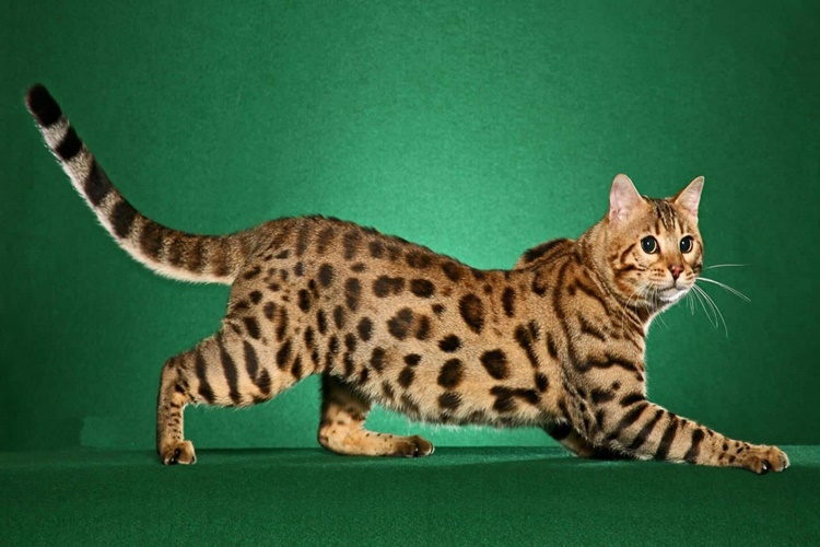 Bengal Kedisi Ne Kadar Büyür?