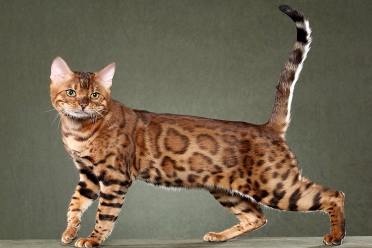 Bengal Kedisi Nerede Yaşar?