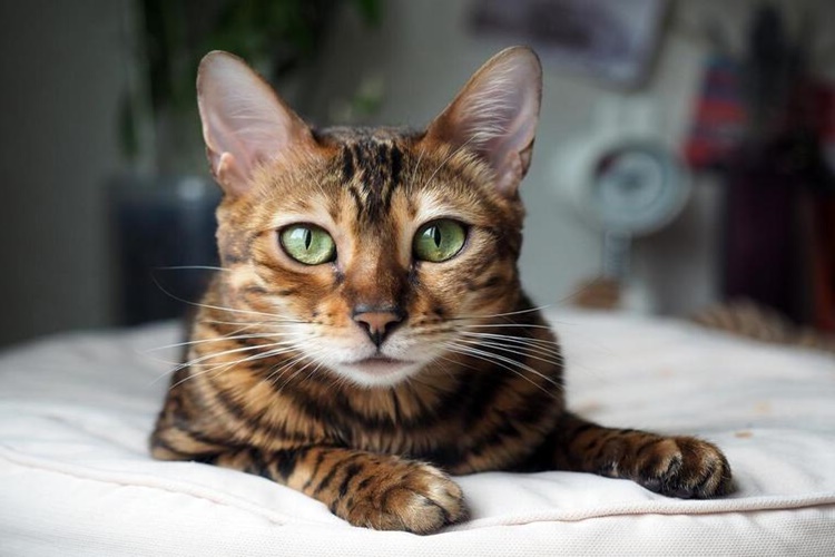 Bengal Kedisi Özellikleri Nelerdir?