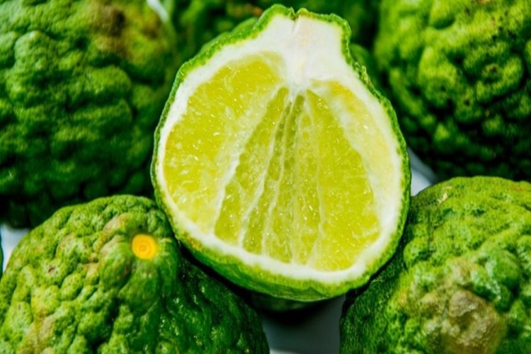 Bergamot Hangi Mevsimde Yetişir?