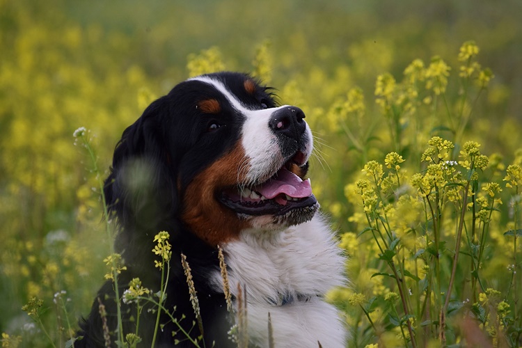 Bernese Dağ Köpeği Eğitimi Nasıl Yapılır?