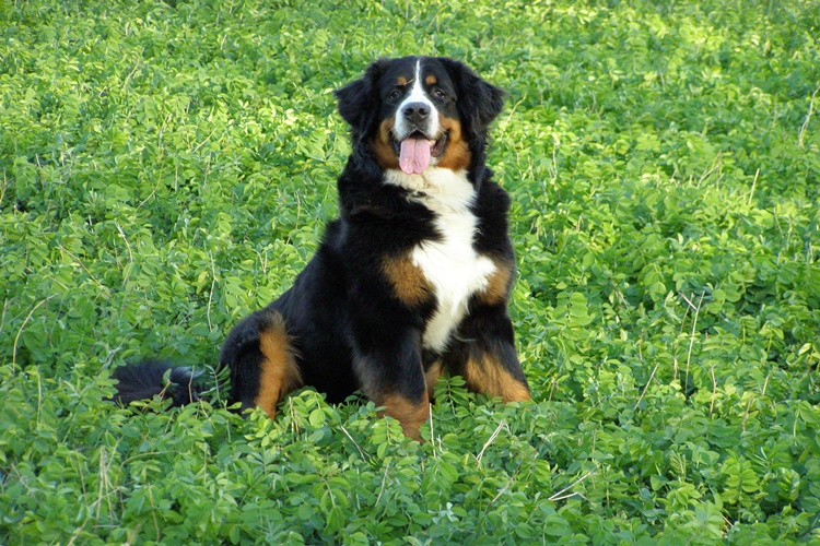 Bernese Dağ Köpeği İsimleri Nelerdir?