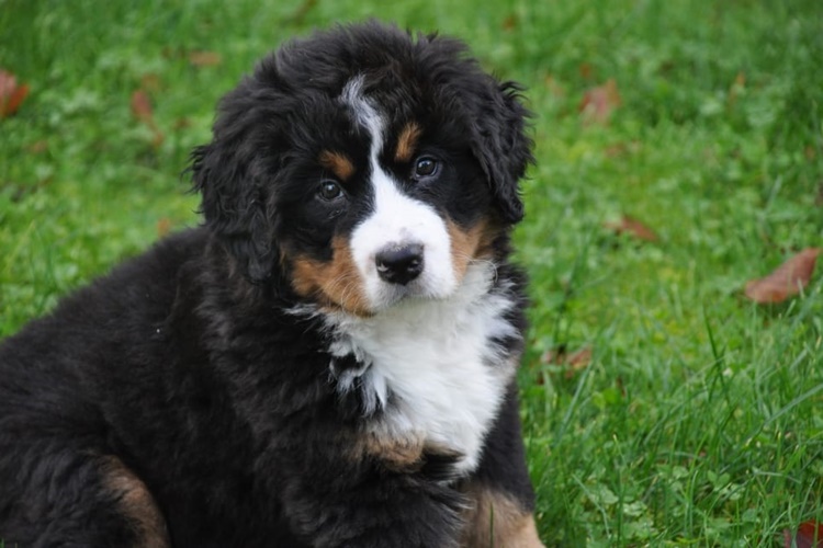 Bernese Dağ Köpeği Kaç Yıl Yaşar?