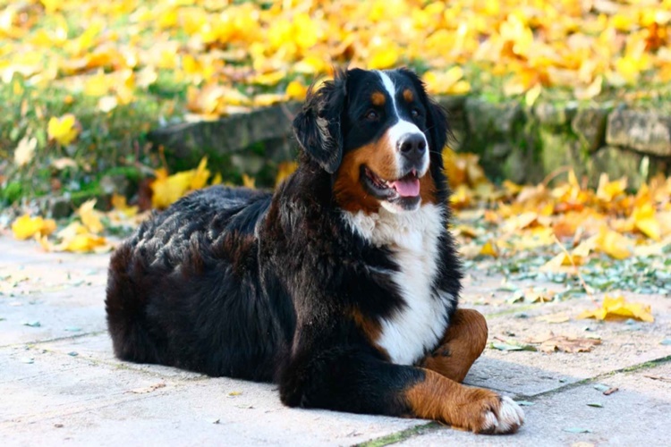 Bernese Dağ Köpeği Özellikleri Nelerdir?