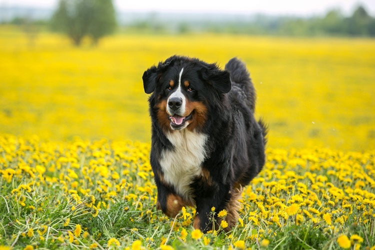 Bernese Dağ Köpeği Tüy Döker Mi?