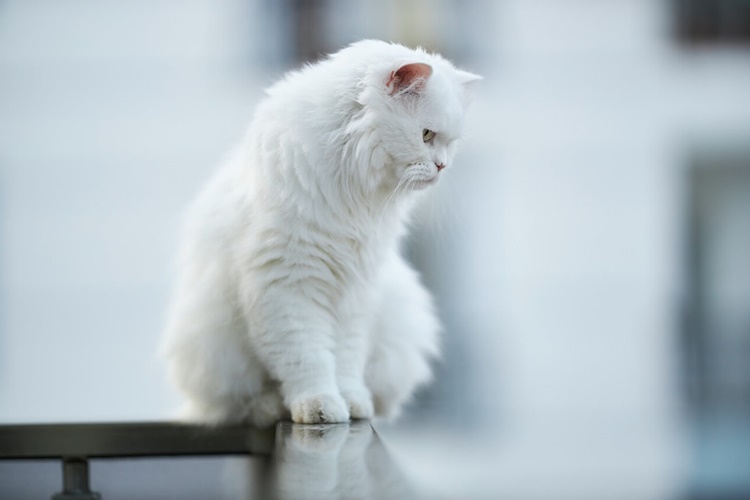Beyaz Kedi Fiyatı 2023 Ne Kadar?