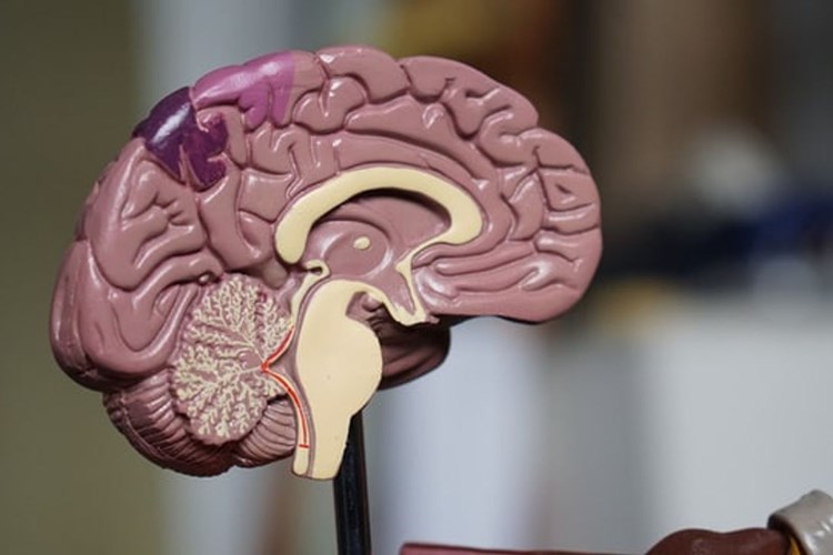 Beyin Kanaması Sonrası Organ Yetmezliği Nedir?