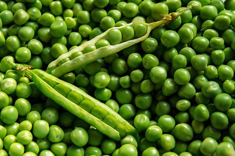 Bezelye Gluten İçerir Mi?