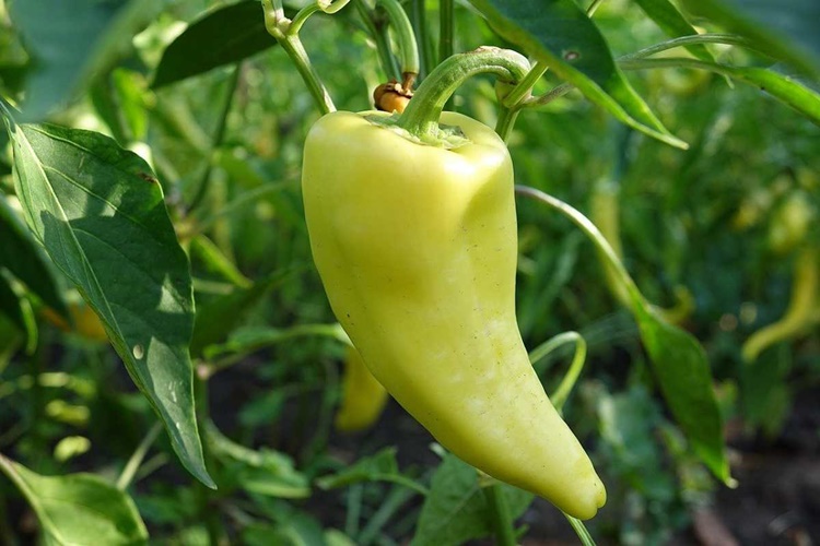 Biber Ağaçta Mı Yetişir?