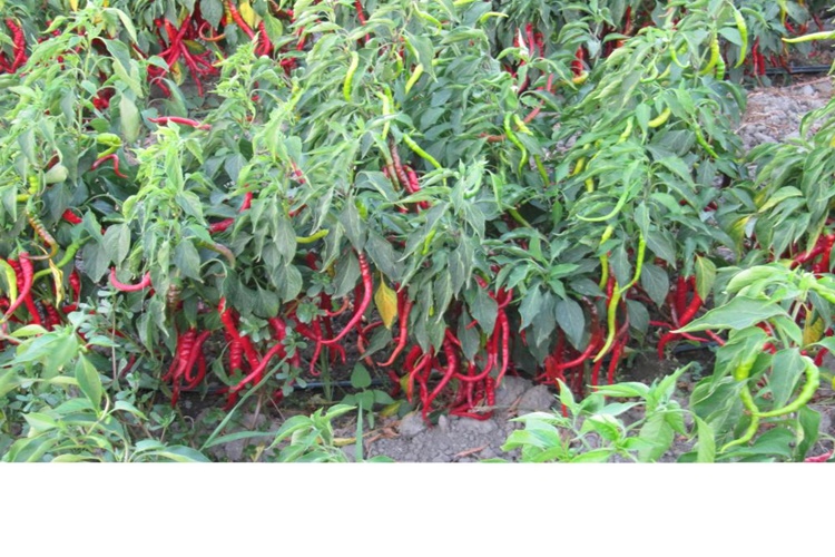 Biber Yetiştirme Hakkında Merak Edilen Bilgiler