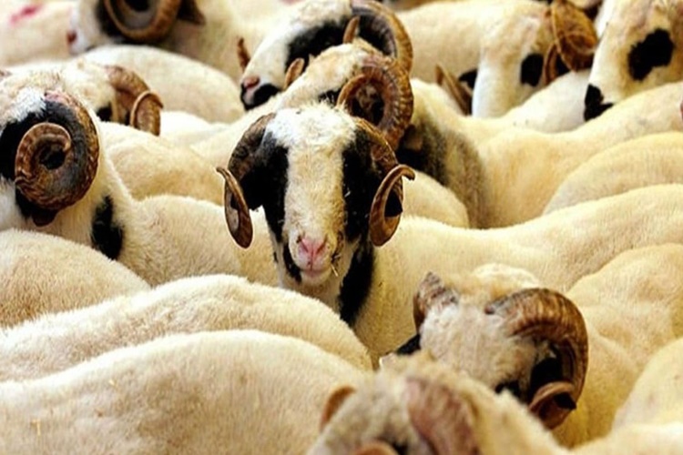 BİM Kurban Fiyatları 2022 Ne Kadar?