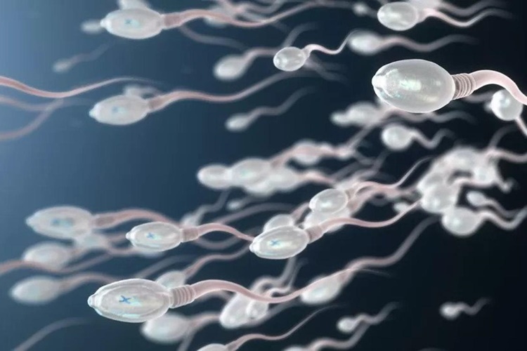Bir İnsan Ömrü Boyunca Kaç Litre Sperm Üretir?