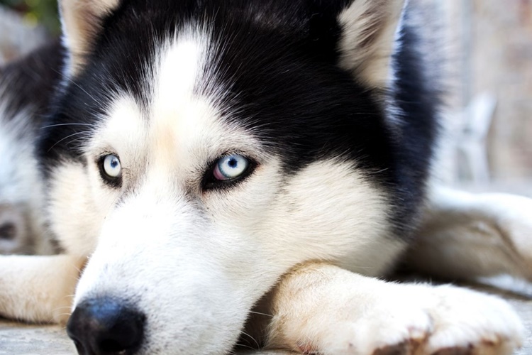 Bir Köpek Kaç Kez Çiftleşir?