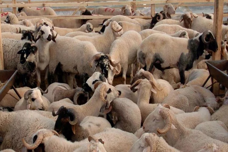 Bir Kurbanlık Koyun Kaç Kilo Olmalı?