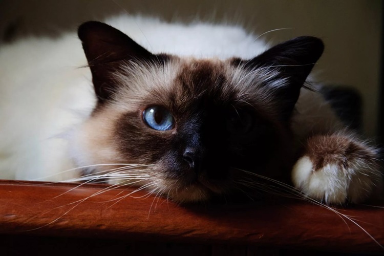 Birman Kedi Fiyatı 2023 Ne Kadar?