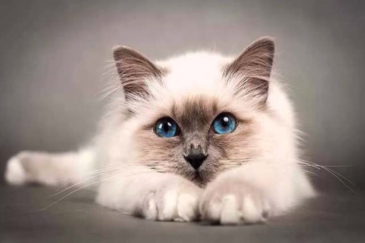 Birman Kedisi Hakkında Merak Edilen Bilgiler