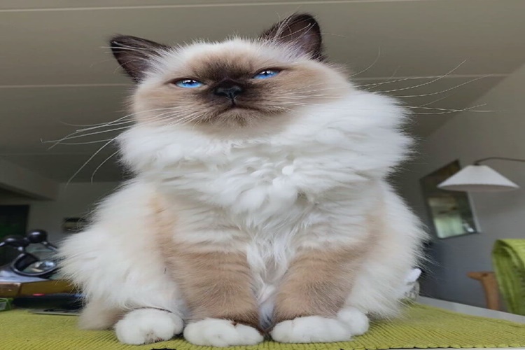 Birman Kedisi Hastalıkları Nelerdir?