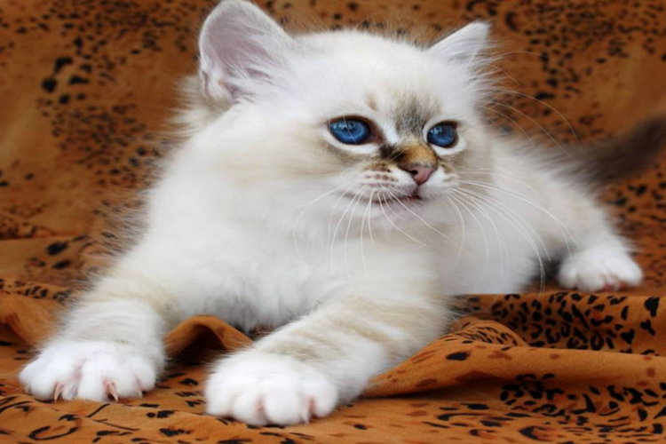 Birman Kedisi Kaç Yıl Yaşar?