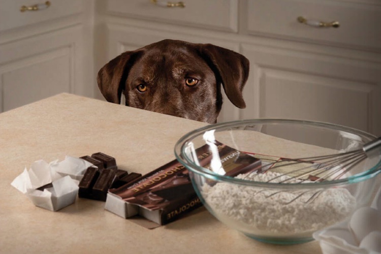  Bisküvi Köpeklere Zararlı Mı?