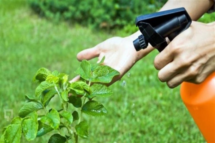 Bitki Koruma Ürünleri Bayilik Veya Toptancı İzin Belgesi Nasıl Alınır?