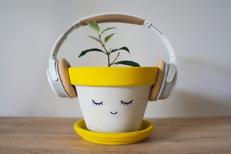 Bitkilere Müzik Çalmak Daha Hızlı Büyümelerini Sağlar Mı?