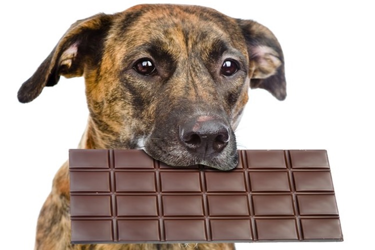 Bitter Çikolata Köpeklere Zararlı Mı?