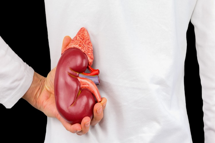 Böbrekte Protein Kaçağı Öldürür Mü?
