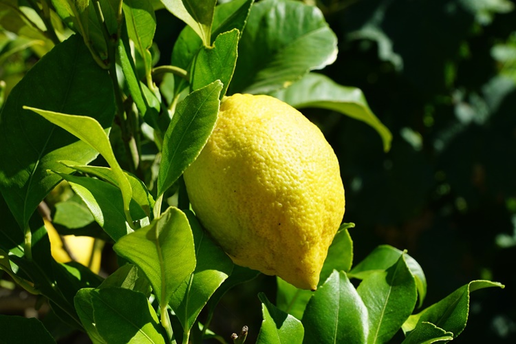 Bodur Limon Ağacı Ne Kadar Büyür?