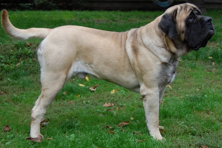 Boerboel Köpek Irkı Hastalıkları Nelerdir?