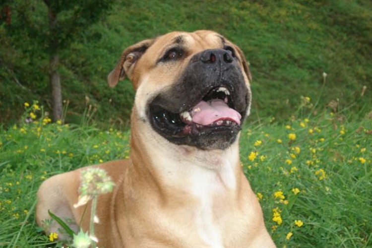 Boerboel Köpek Irkı Nasıl Çiftleştirilir?