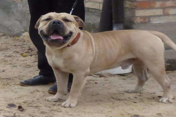 Boerboel Köpek Irkı Nasıl Eğitilir?