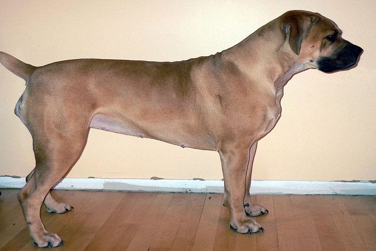 Boerboel Nasıl Bir Köpektir?
