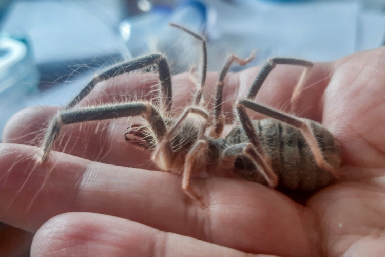 Böğü Böceği Zehirli Mi?