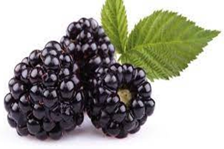 Böğürtlen Hakkında Merak Edilen Bilgiler