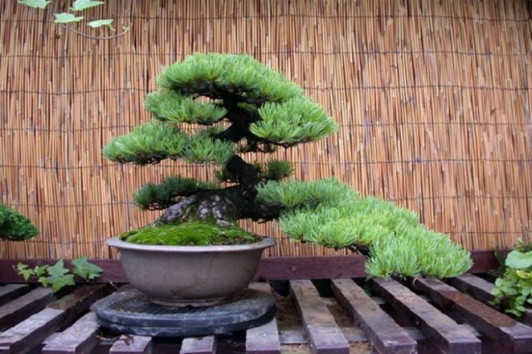 Bonsai Ağacına Ne Kadar Su Verilir?