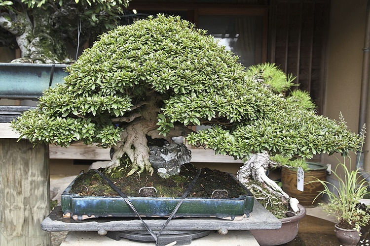 Bonsai Bakım Malzemeleri Nelerdir?